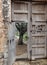 Looking At A Tree On A Viewing Terrace Through The Open Door Of A Gnarled Wooden Gate On Balearic Island Mallorca