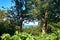 Looking through the trees on the blue Baltic Sea. In Lohme on the island of RÃ¼gen