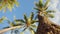 Looking up at amazing palm trees on the background of tender blue sky with clouds on maui,hawaii