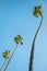 Looking Up at angle at Three Palm Trees in California