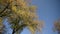 Looking up at autumn oaks yellow trees. Orange and red leaves in the old forest.