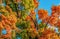 Looking up at autumn trees filling the frame with vibrant multi-colored all leaves against a brilliant blue sky