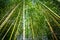 Looking up into a bamboo forest