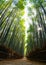 Looking up at the bamboo forest of Arashiyama in Kyoto with sun rays streaming through