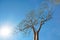 Looking up baobab tree top, thin branches again clear blue sky, bright sun backlight