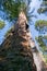 Looking up from the base of a Sequoia tree, Calaveras Big Trees State Park, California