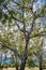 Looking up at beautiful eucalyptus tree canopy.