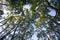 Looking up in a beech tree forest,low angle