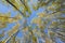 Looking up in birch forest