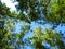 Looking up in birch forest