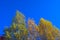 Looking Up The Birch Tree Tops Against Blue Sky On A Sunny Fall Day. A Bird Flying Over.