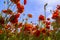 Looking up at blossoming orange buttercup flowers in a field