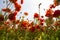 Looking up at blossoming orange buttercup flowers in a field