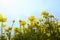 Looking up at blossoming yellow buttercup flowers in a field