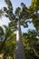 Looking up at the branches of a dammar pine tree, also known as the amboyna pine, agathis dammara, with a blue sky and white