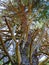 Looking up at brown tree trunk and spiky broken branches