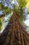 Looking up a California redwood tree in Henry Cowell Redwoods State Park