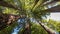 Looking up into the canopy of coastal redwood trees at muir woods