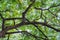 Looking up canopy of giant tree Samanea saman with branches.