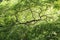 Looking up through the canopy of a Green Lace Leaf Japanese Maple tree