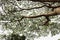 Looking up at the canopy of small, wispy leaves on a tree in Maui