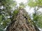 Looking up a centuries old douglas fir in an old growth forest