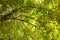 Looking up at a chestnut tree in autumn