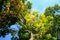 Looking up at chestnut trees in autumn