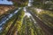 Looking up into the Coastal Redwoods on a Sunny Day