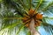 Looking up Coconut Palm tree