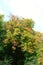 Looking up at a colourful chestnut tree in autumn