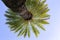 Looking up into the crown of a Hawaiian palm tree