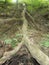 Looking up a Downed Tree