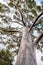 Looking up at eucalyptus tree canopy.