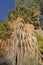 Looking up into a Fan Palm