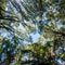 Looking up in the fern forest