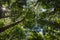 Looking up at a forest canopy