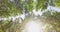 Looking up in forest, POV through tops of trees, sun shines through foliage. Green forest view from below into blue sky