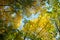 Looking up in forest to canopy. Bottom view wide angle background