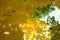 Looking up in forest to canopy. Bottom view wide angle background