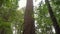 Looking up giant tree in forest. Tilt up big tree trunk in jungle. Bottom view of a large tree in tropical rainforest