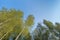 Looking up at the green bamboo under the blue sky