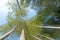 Looking up at the green bamboo under the blue sky