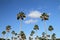 Looking up at a group of tall Washintonia Palm trees, they are also known as the Mexican Fan Palm.