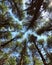 Looking up Hemlock tress