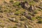 Looking up this hill in the desert of Arizona rock and plant life are both shared.