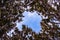 Looking up through a hole in cedar tree branches at a blue sky