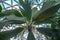 Looking up at huge palm leaves against the inside of a geodesic dome - selective focus