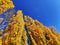 A looking up image of poplar trees in autumn golden colours with blue sky