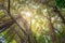 Looking up insde jungle - trees in rainforest